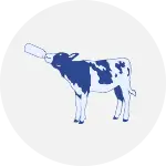 calf rearing