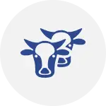 cow breeding